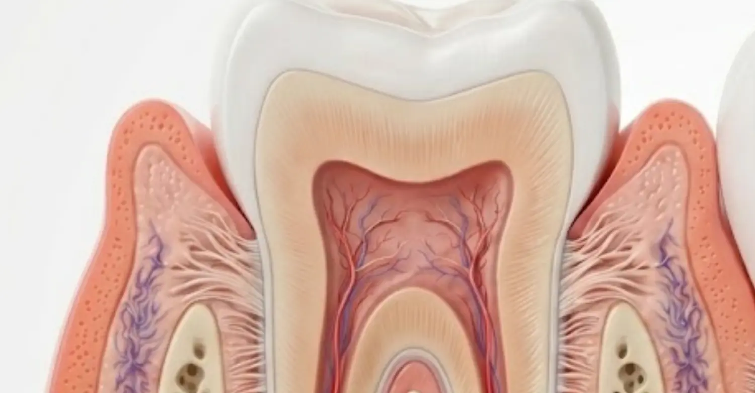 gingival sulcus 2